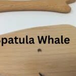 Spatula Whale