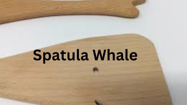 Discover the Fascinating World of Spatula Whale: A Guide to this Unique Marine Creature