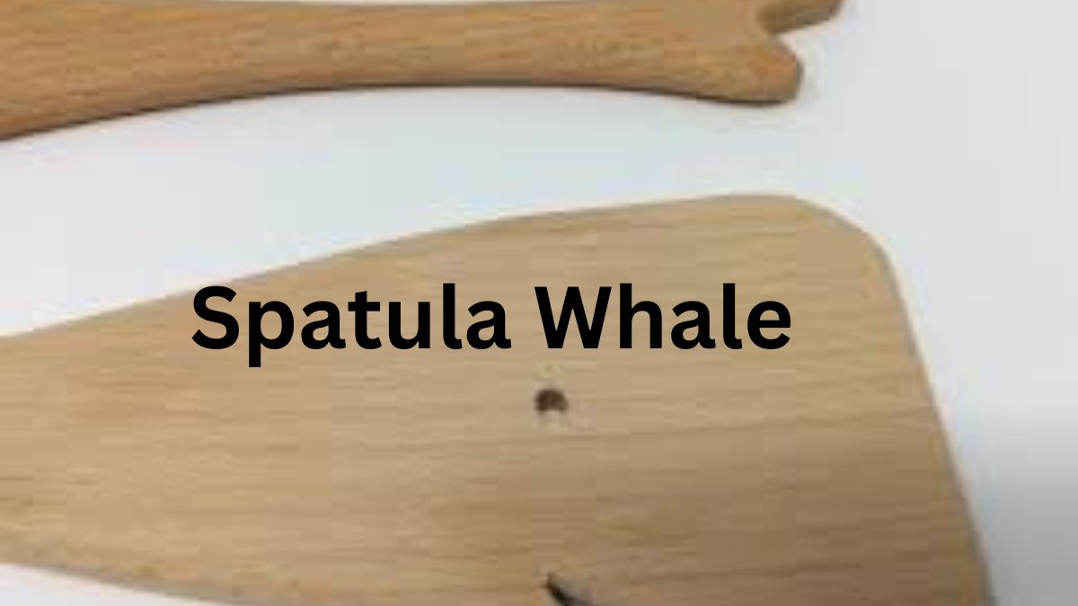 Spatula Whale